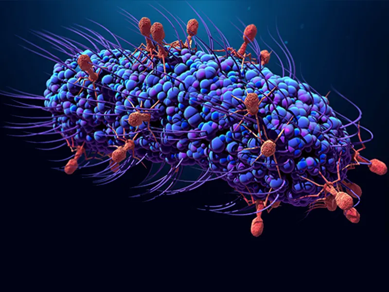 Phage-Structure-Revealed-by-CryoEM
